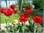 foto Tulipani